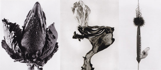 fontcuberta camouflages
